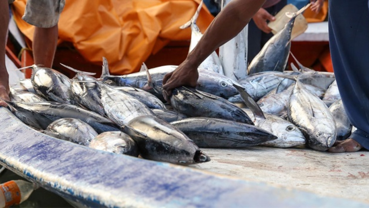 venezuela-aumento-un-54--la-exportacion-de-pescados-en-el-2023-127680.jpg